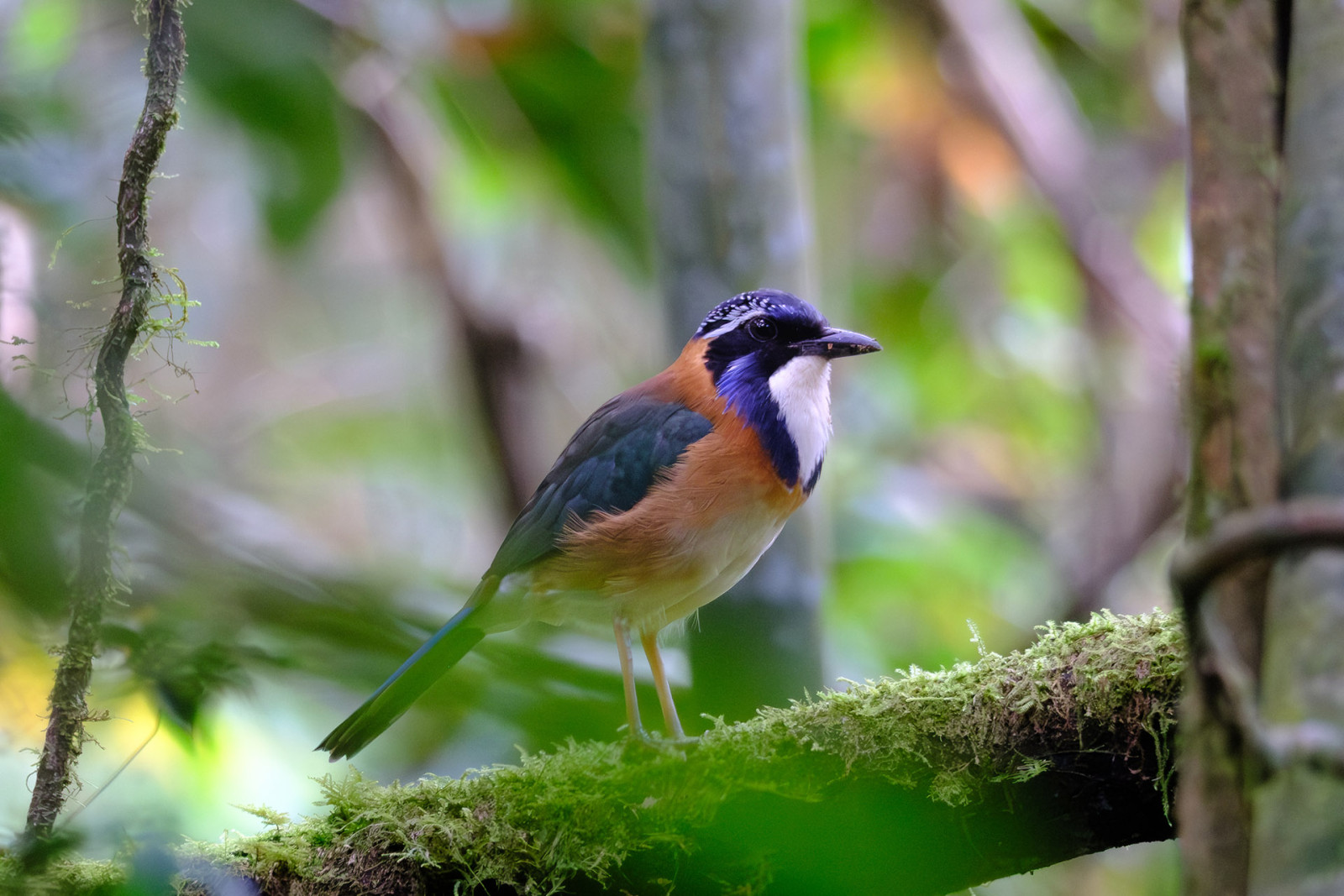 image Pitta-like Ground-Roller